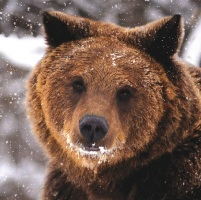 Charity Christmas card WSPA bear.jpg Charity Christmas card WSPA bear.jpg